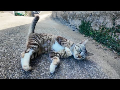 路地でいきなりゴロン！通せんぼスタイルの猫に癒された件(YouTube)