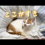 ママの近くが好きな甘えん坊猫男子チーム！(YouTube)