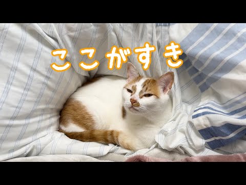 ママの近くが好きな甘えん坊猫男子チーム！(YouTube)