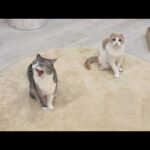 ごはんの時間になるとちょこんとお座りして待ってるお利口なもちとはなが可愛すぎます(YouTube)