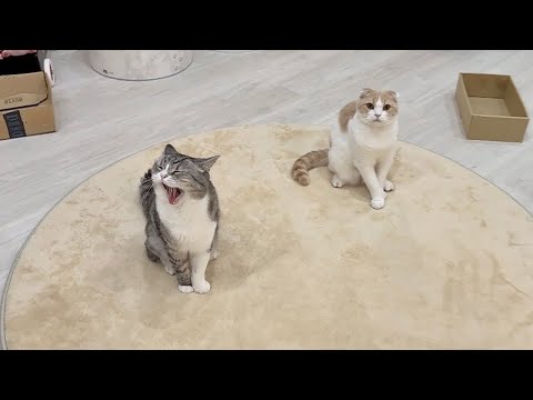 ごはんの時間になるとちょこんとお座りして待ってるお利口なもちとはなが可愛すぎます(YouTube)