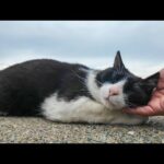 逃げたのに…やっぱりナデてほしかった猫が戻ってきた(YouTube)