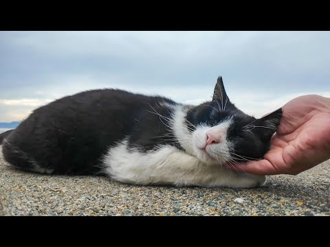 逃げたのに…やっぱりナデてほしかった猫が戻ってきた(YouTube)