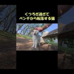 くつろぎ過ぎてベンチから転落する猫 #猫 #cat #ネコ(YouTube)