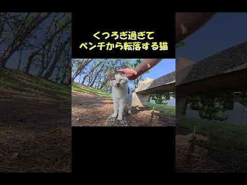 くつろぎ過ぎてベンチから転落する猫 #猫 #cat #ネコ(YouTube)
