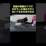 黒猫が強靭なアゴでおもちゃを噛みちぎりぬいぐるみを持ち去る #猫 #cat #ねこ(YouTube)