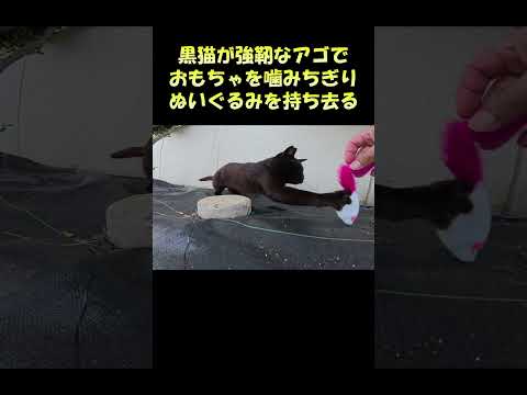 黒猫が強靭なアゴでおもちゃを噛みちぎりぬいぐるみを持ち去る #猫 #cat #ねこ(YouTube)