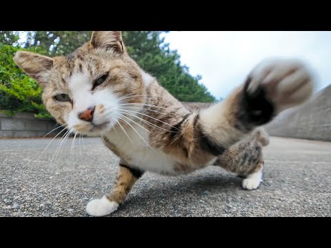 平和だった猫が…急にカメラを敵と認識し始めた瞬間ｗ(YouTube)