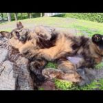 切り株でゴロゴロするサビ猫ちゃんをモフる(YouTube)