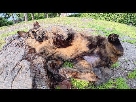 切り株でゴロゴロするサビ猫ちゃんをモフる(YouTube)
