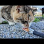 ✨三毛猫にちゅーるをあげたら…どこからともなく黒猫も参戦！？漁港の癒しタイム🐾(YouTube)