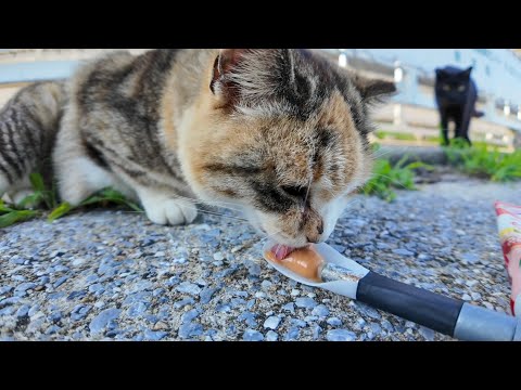 ✨三毛猫にちゅーるをあげたら…どこからともなく黒猫も参戦！？漁港の癒しタイム🐾(YouTube)