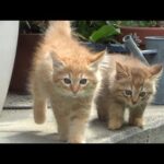 よし、先住猫にご挨拶しに行くんだ！(YouTube)