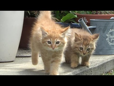 よし、先住猫にご挨拶しに行くんだ！(YouTube)