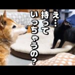 猫たちの愛用するこたつとバイバイすると何故か柴犬が一番寂しそう…笑(YouTube)
