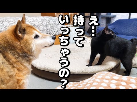 猫たちの愛用するこたつとバイバイすると何故か柴犬が一番寂しそう…笑(YouTube)