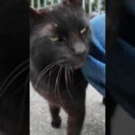 道路脇にいた黒猫ちゃんがかわい過ぎる #ImpressedCatVideo #catisland #猫(YouTube)
