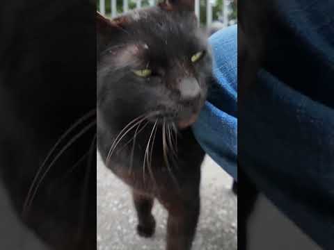道路脇にいた黒猫ちゃんがかわい過ぎる #ImpressedCatVideo #catisland #猫(YouTube)