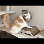 珍しく兄に逆らってみたら100倍返しされた猫がこうなっちゃいましたw(YouTube)