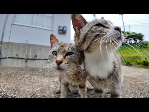 【癒しMAX】猫島の港で出会った猫たちが可愛すぎた…そのまま猫の集会所へ！(YouTube)
