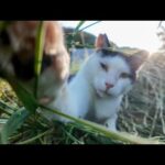🐾「公開しないのはもったいない！今週の“未公開にゃんこ”一気見まとめ✨」📅2025年6月第4週の癒し全部のせ！(YouTube)