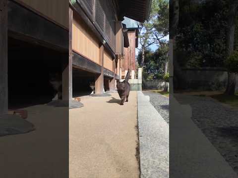 神社の黒猫ちゃん、参拝者を自分のお気に入りの場所に誘導して撫でさせる #ImpressedCatVideo #catisland #猫(YouTube)