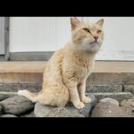 道の真中で寝ていた猫ちゃん、道路脇の段に座ると隣に寄って来たのでちゅーるをやった(YouTube)