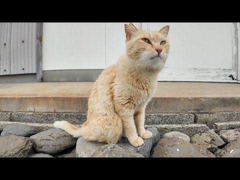 道の真中で寝ていた猫ちゃん、道路脇の段に座ると隣に寄って来たのでちゅーるをやった(YouTube)