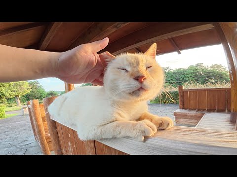 薄茶シロ猫ちゃんが公園の休憩所で夕日を浴びる(YouTube)
