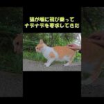 猫が塀に飛び乗ってナデナデを要求してきた #猫 #ネコ #cat(YouTube)