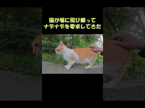 猫が塀に飛び乗ってナデナデを要求してきた #猫 #ネコ #cat(YouTube)