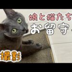 娘と猫たちだけで１日お留守番したら…！【娘撮影】(YouTube)