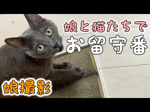娘と猫たちだけで１日お留守番したら…！【娘撮影】(YouTube)