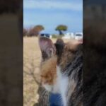 公園のベンチに座っていたら猫がトコトコ歩いてきて膝の上に乗ってきた(YouTube)
