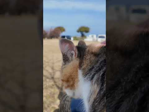 公園のベンチに座っていたら猫がトコトコ歩いてきて膝の上に乗ってきた(YouTube)