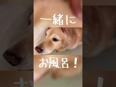入院前のきーちゃんと一緒にお風呂に入りました(YouTube)
