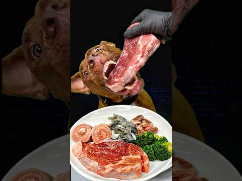 お肉屋さんからもらったステーキ肉を豪快に食べるピットブル(YouTube)