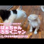 おばぁちゃんよろちくニャン  そしてノラオ大怪我急遽病院へ    2025 06 03 2(YouTube)