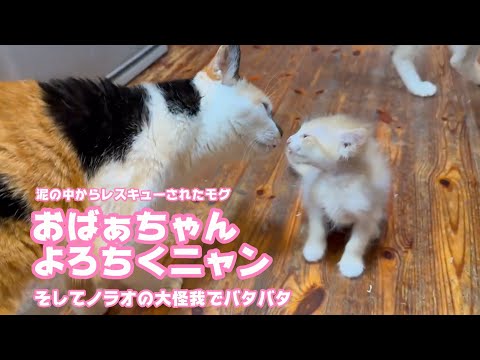 おばぁちゃんよろちくニャン  そしてノラオ大怪我急遽病院へ    2025 06 03 2(YouTube)
