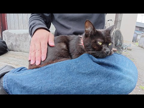 首輪をつけた黒猫ちゃんをひざに乗せたらスヤスヤと眠ってしまった(YouTube)