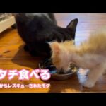 アタチ食べる  泥の中からレスキューされたモグ   2025 06 16 1(YouTube)
