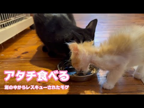 アタチ食べる  泥の中からレスキューされたモグ   2025 06 16 1(YouTube)