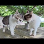 シャム猫とキジシロ猫の喧嘩を仲裁したら海辺の休憩所に平和が訪れた(YouTube)
