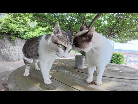 シャム猫とキジシロ猫の喧嘩を仲裁したら海辺の休憩所に平和が訪れた(YouTube)