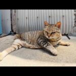 路地裏で三本脚のキジトラ猫がスリスリして甘えてきた(YouTube)