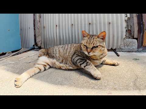 路地裏で三本脚のキジトラ猫がスリスリして甘えてきた(YouTube)