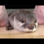家族みんなでソファに並んでる時カワウソも並びに来た I was sitting on the couch with family, and otter came to line up with us(YouTube)