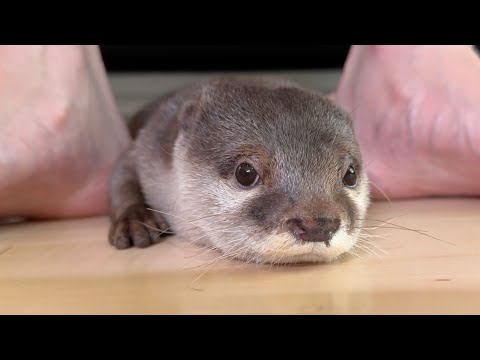 家族みんなでソファに並んでる時カワウソも並びに来た I was sitting on the couch with family, and otter came to line up with us(YouTube)