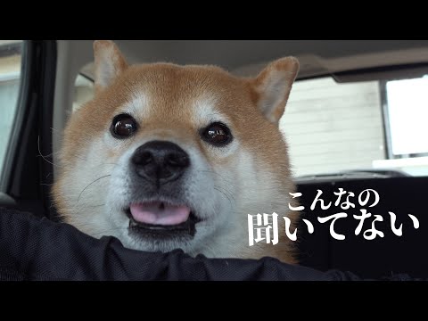 柴犬は病院行きを確信すると魂が抜け犬語で猛クレームを入れました。(YouTube)