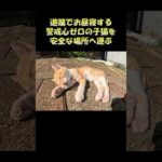 道端でお昼寝する警戒心ゼロの子猫を安全な場所へ運ぶ #猫 #cat #ねこ(YouTube)